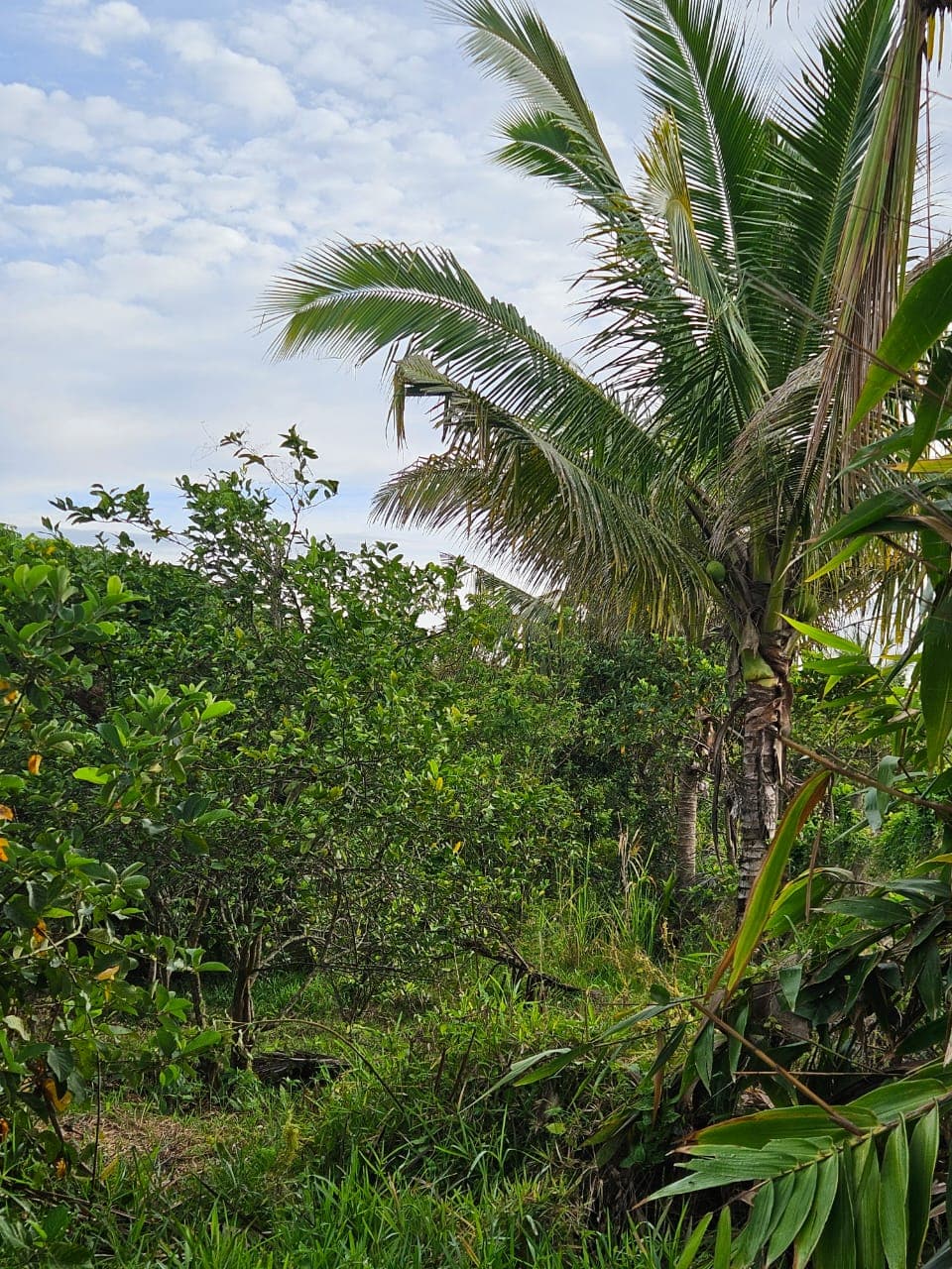 Greenola Team Gardening